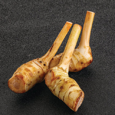 Galangal- Thai Ginger